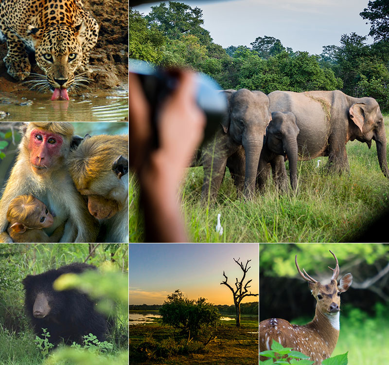 What Are the Best Tourist Places in Sri Lanka for First-Time Visitors?