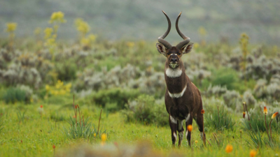 What Are the Best Ethiopia Tours for First-Time Visitors?